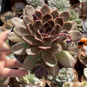 Echeveria Pushke (con hijito, XL)