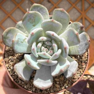 Echeveria Tromso