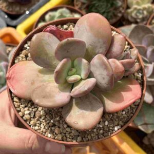 Echeveria Apple Candy