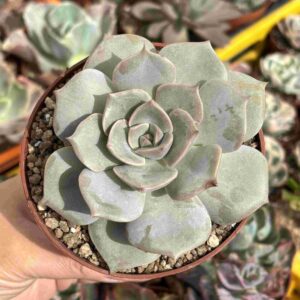 Echeveria Hibrido Coreano (raices nuevas)