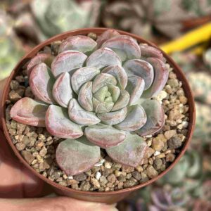 Echeveria Elsa (raices nuevas)