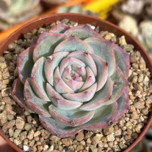 Echeveria Silhouette (raices nuevas)