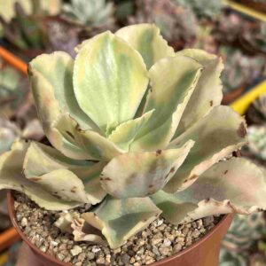 Echeveria Sweet Snow Variegada (raices nuevas)