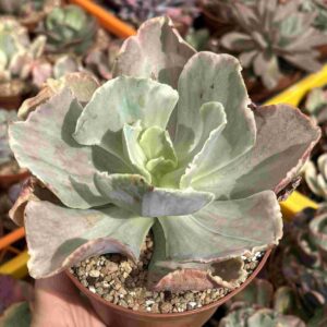 Echeveria Sweet Snow Variegada (raices nuevas)