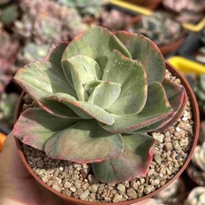 Echeveria Minigosaong Variegada