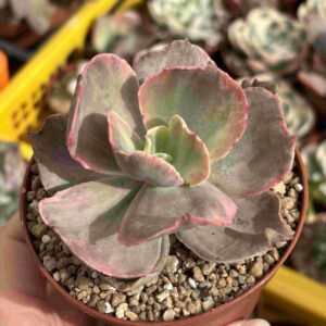 Echeveria Rose Rock Variegada (raices nuevas)