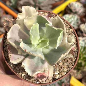 Echeveria Sweet Snow Variegada (raices nuevas)