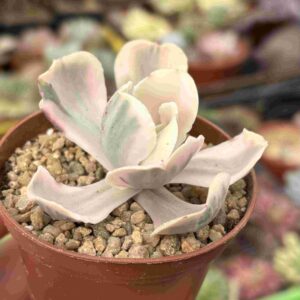 Echeveria Chantilly Pink Angel