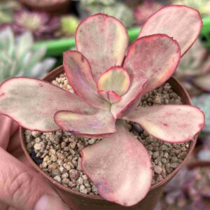 Echeveria Palace Variegada