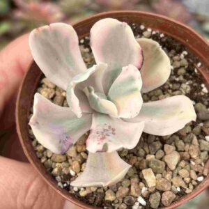 Echeveria Chantilly Pink Angel