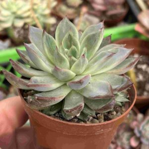 Echeveria White Purple (con hijito)