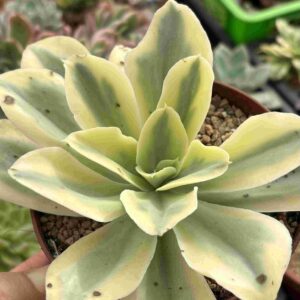 Echeveria Japan Moon River Variegada