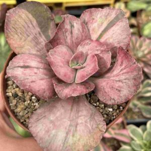 Echeveria Pharaoh Variegada