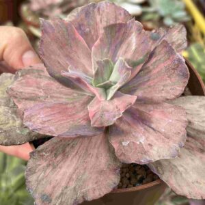 Echeveria Suyon Frills Veteada