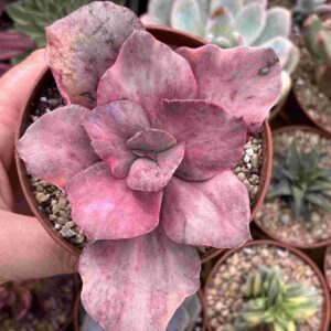 Echeveria Pharaoh Variegada