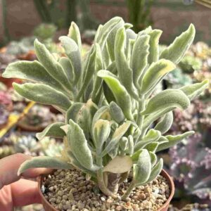 Kalanchoe Tomentosa Dinklagei Variegada