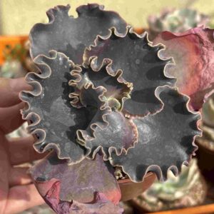 Echeveria Thanos (carunculada)