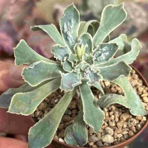 Echeveria Shaviana (carunculada)
