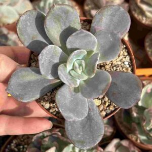 Echeveria Nivea