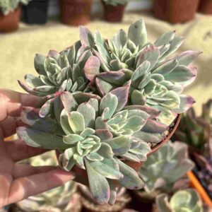 Colonia Echevera Luella Variegada