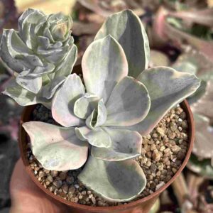 Echeveria Decora