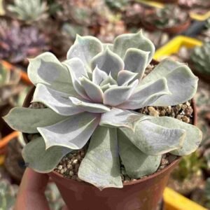 Echeveria Simulans Iturbide