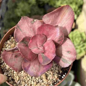 Echeveria Pharaoh Variegada