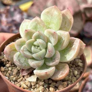 Echeveria Elsa (raices nuevas)