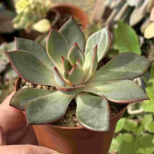 Echeveria Bouquet