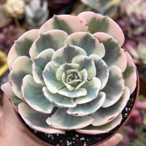 Echeveria Compton Carousel Variegada
