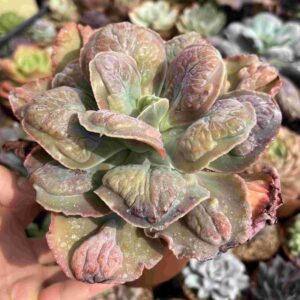 Echeveria Lilac Frost (carunculada)