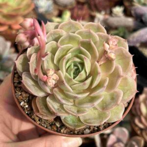 Echeveria Onslow