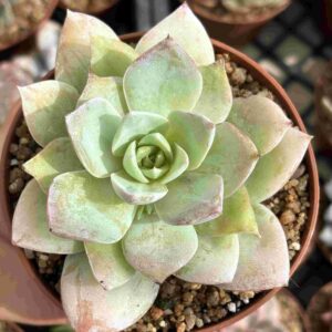 Sedum Suaveloens