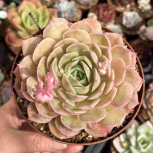 Echeveria Onslow