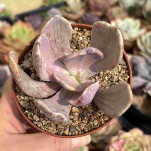 Echeveria Pampoteus Variegada