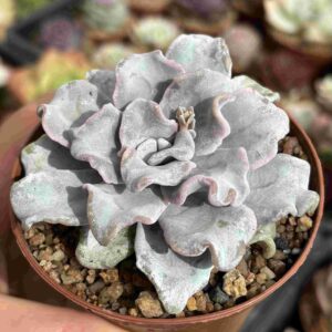 Echeveria Lilacina Crispate Beauty (talla M)