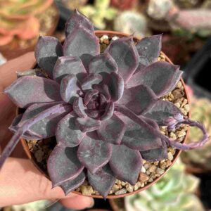 Echeveria Black Pearl (Coreana)