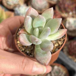 Graptoveria Opalina (talla S)