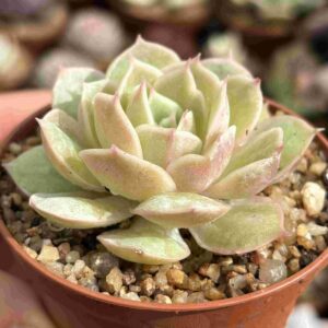 Echeveria Onslow