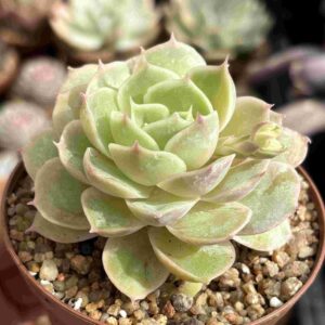 Echeveria Onslow