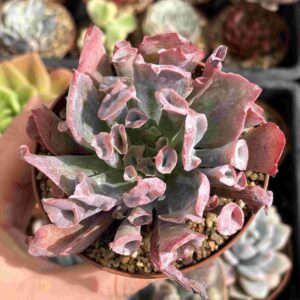 Echeveria Trumpet Pink