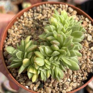 Echeveria Gilva Variegada (Crestada)