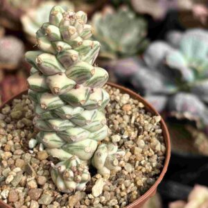 Euphorbia Ritchiei Variegada (con hijos)