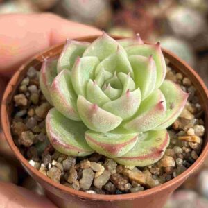 Echeveria Elegans Rose (talla S)