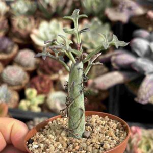 Senecio Articulatus Variegado