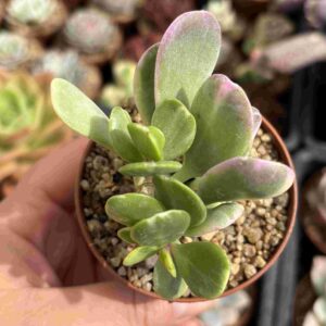 Senecio Jacobsenii Variegado