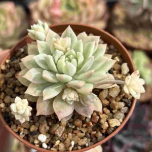 Echeveria Prolifica Variegada