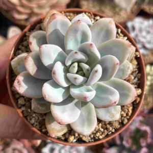 Echeveria Miss Jin (Coreana)
