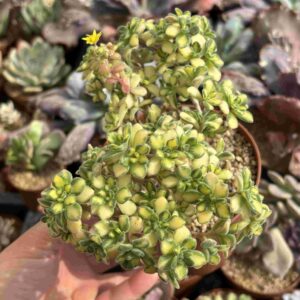 Aichryson Bethencourtiatum Variegado