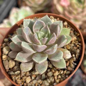 Echeveria Roman